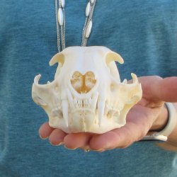 5" x 3-1/2" Bobcat Skull