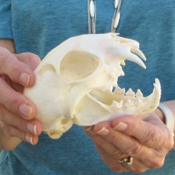 5" x 3-1/2" Bobcat Skull