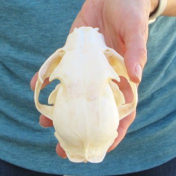 5" x 3-1/2" Bobcat Skull