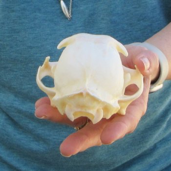 5" x 3-1/2" Bobcat Skull