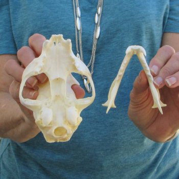 5" x 3-1/2" Bobcat Skull