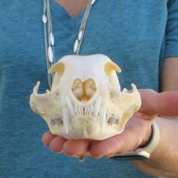 5" x 3-1/2" Bobcat Skull