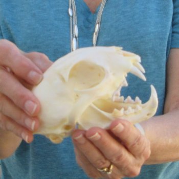 5" x 3-1/2" Bobcat Skull