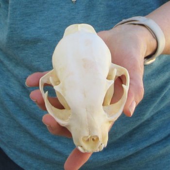 5" x 3-1/2" Bobcat Skull