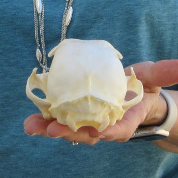 5" x 3-1/2" Bobcat Skull