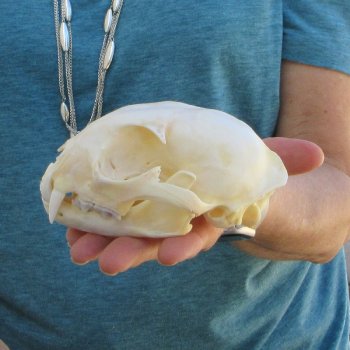 5" x 3-1/2" Bobcat Skull