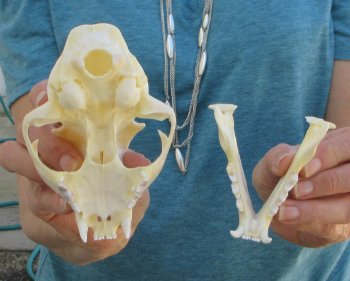 5" x 3-1/2" Bobcat Skull