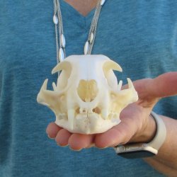 4-3/4" x 3-1/4" Bobcat Skull