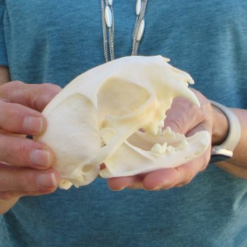 4-3/4" x 3-1/4" Bobcat Skull