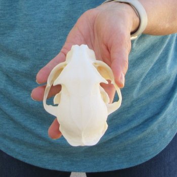 4-3/4" x 3-1/4" Bobcat Skull