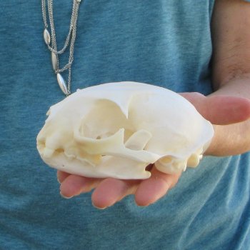 4-3/4" x 3-1/4" Bobcat Skull