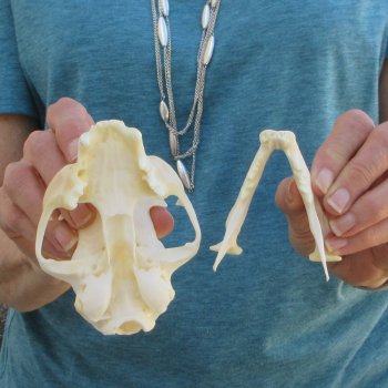 4-3/4" x 3-1/4" Bobcat Skull