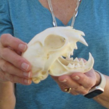 4-3/4" x 3-1/2" Bobcat Skull