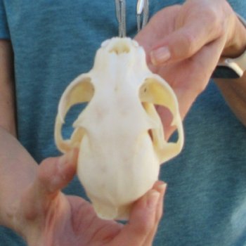 4-3/4" x 3-1/2" Bobcat Skull