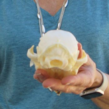 4-3/4" x 3-1/2" Bobcat Skull