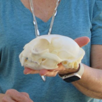 4-3/4" x 3-1/2" Bobcat Skull