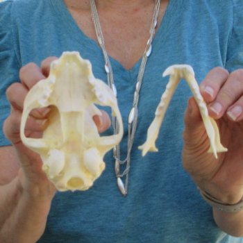 4-3/4" x 3-1/2" Bobcat Skull