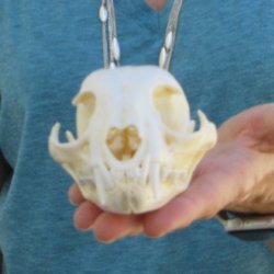 4-1/2" x 3" Bobcat Skull