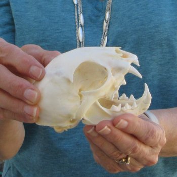 4-1/2" x 3" Bobcat Skull