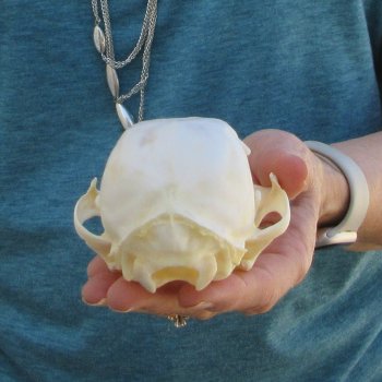 4-1/2" x 3" Bobcat Skull