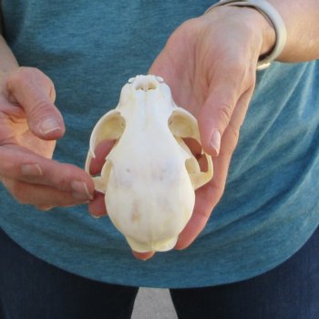 4-1/2" x 3" Bobcat Skull