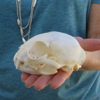 4-1/2" x 3" Bobcat Skull