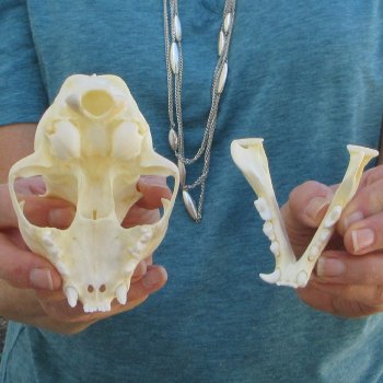 4-1/2" x 3" Bobcat Skull