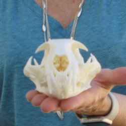 4-3/4" x 3-1/2" Bobcat Skull