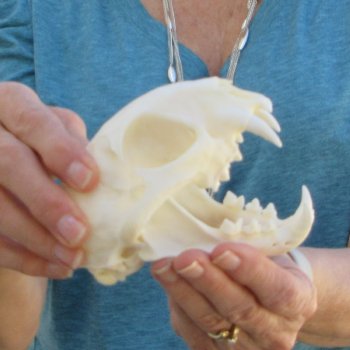 4-3/4" x 3-1/2" Bobcat Skull