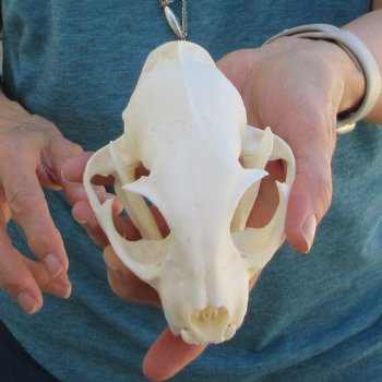 4-3/4" x 3-1/2" Bobcat Skull