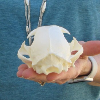 4-3/4" x 3-1/2" Bobcat Skull