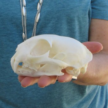 4-3/4" x 3-1/2" Bobcat Skull