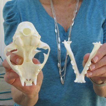 4-3/4" x 3-1/2" Bobcat Skull