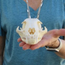 5" x 3-1/2" Bobcat Skull