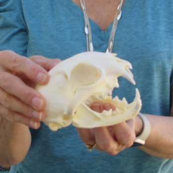 5" x 3-1/2" Bobcat Skull