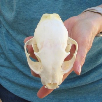 5" x 3-1/2" Bobcat Skull