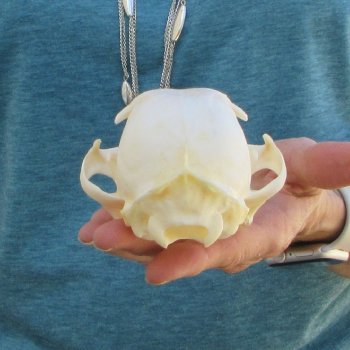 5" x 3-1/2" Bobcat Skull