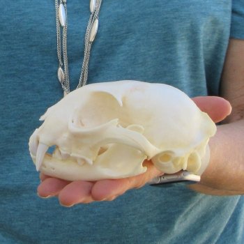 5" x 3-1/2" Bobcat Skull