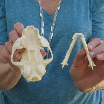 5" x 3-1/2" Bobcat Skull