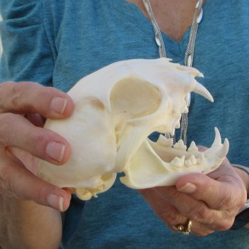 5" x 3-1/2" Bobcat Skull