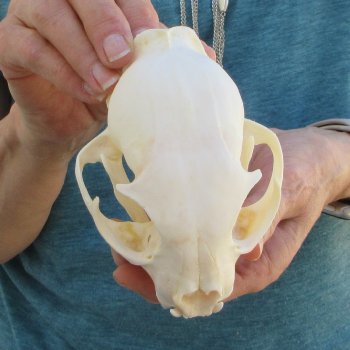 5" x 3-1/2" Bobcat Skull