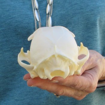 5" x 3-1/2" Bobcat Skull