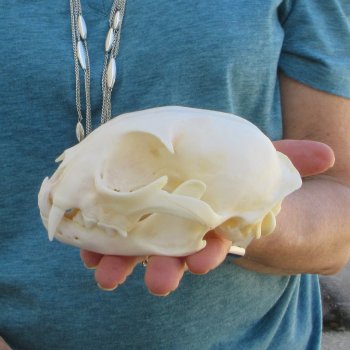 5" x 3-1/2" Bobcat Skull