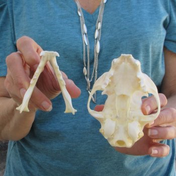 5" x 3-1/2" Bobcat Skull