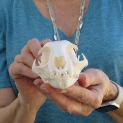 4-1/2" x 3" Bobcat Skull