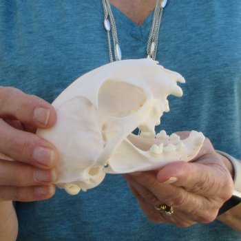 4-1/2" x 3" Bobcat Skull