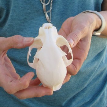 4-1/2" x 3" Bobcat Skull