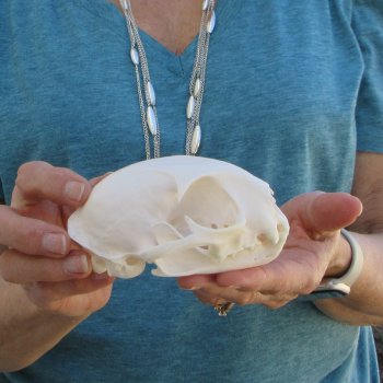 4-1/2" x 3" Bobcat Skull