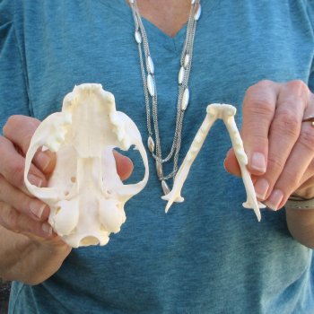 4-1/2" x 3" Bobcat Skull