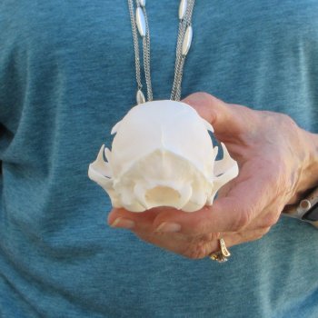 4-1/2" x 3" Bobcat Skull